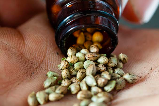 cannabis seeds in bottle