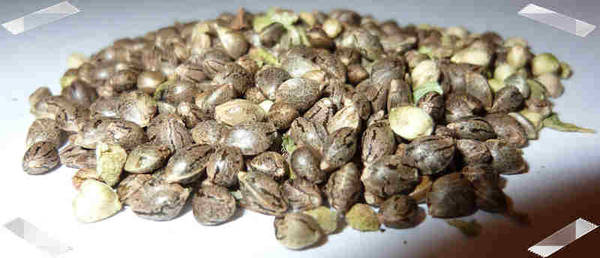 cannabis seeds...