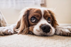 anxiety in dogs