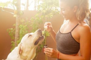 a pet taking cbd oil